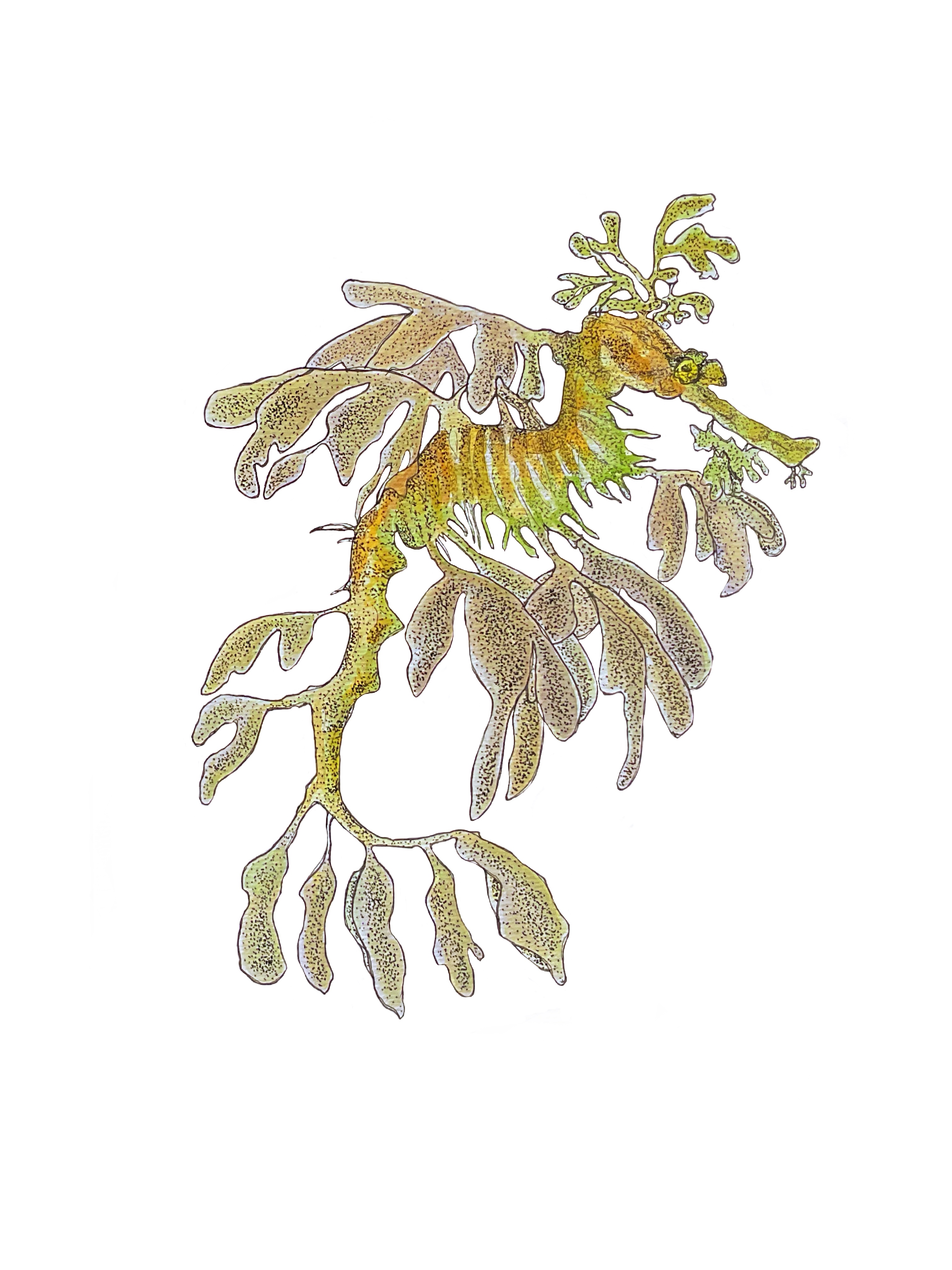 Fauna marina